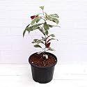 Ohhsome Chinese Croton House Plant Excoecaria (Chinese Croton) (Healthy Live Plant)