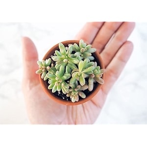 ohhsome exotic plant for indoor home  sedum pachyphyllum blue jelly beans office plants succulent live - computer tablehouseoffice deskgarden healthy plant