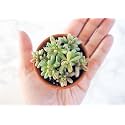 OhhSome Exotic Plant For Indoor Home | Sedum Pachyphyllum Blue Jelly Beans Office Plants Succulent Live - Computer Table|House|Office Desk|Garden (Healthy Plant)