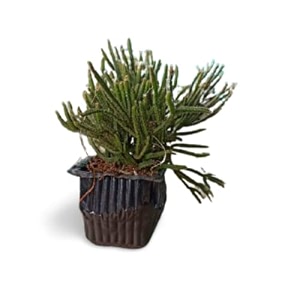 ohhsome exotic plant rhipsalis cereuscula 34coral cactus34 succulents succulent live - computer tablehouseoffice deskgarden healthy plant