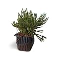 OhhSome Exotic Plant Rhipsalis Cereuscula "Coral Cactus" Succulents Succulent Live - Computer Table|House|Office Desk|Garden (Healthy Plant)