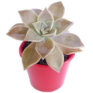 ohhsome house plants graptopetalum paraguayense ghost plant 55 cm pot indoor for home decor live rare exotic healthy