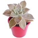 OhhSome House Plants Graptopetalum Paraguayense (Ghost Plant), 5.5 Cm Pot Indoor For Home Decor Live (Rare Exotic Healthy