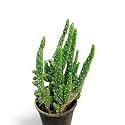 OhhSome Houseplants Opuntia Tuna Monstruosa Cactus Live Plant With Pot Evergreen Perennial Plants For Home Indoor (Healthy Plant)