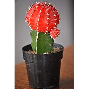 ohhsome indoor plant dcor moon cactus red live for table top - patiohomendoorbedroomtableliving roomoffice decoration gift healthy plant