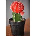 OhhSome Indoor Plant Décor Moon Cactus (Red) Live For Table Top - |Patio|Home|Ndoor|Bedroom|Table|Living Room|Office Decoration Gift (Healthy Plant)