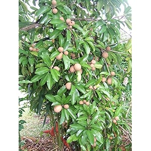 ohhsome live exotic fruit plant sapota chiku sapodilla chico sapote terrace garden plant1 healthy live plant