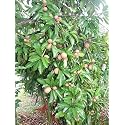 OhhSome Live Exotic Fruit Plant Sapota Chiku (Sapodilla) Chico Sapote Terrace Garden Plant(1 Healthy Live Plant)