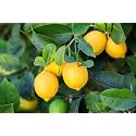 OhhSome Live Plant Lime Thin-Skinned Rare Exotic Garden Plant(1 Healthy Live Plant)