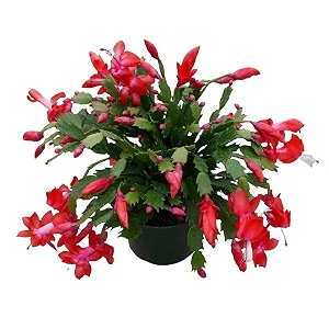 ohhsome plant for kitchen counter christmas cactus zygocactus crab cactus live low watering plants indooroutdoor home amp garden healthy plant