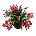 OhhSome Plant For Kitchen Counter Christmas Cactus Zygocactus Crab Cactus Live Low Watering Plants Indoor|Outdoor Home &amp; Garden (Healthy Plant)