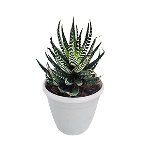 ohhsome plant for study table live haworthia zebra - wide artificial cactus with pot plants healthy plant