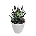 OhhSome Plant For Study Table Live Haworthia Zebra - Wide Artificial Cactus With Pot Plants (Healthy Plant)