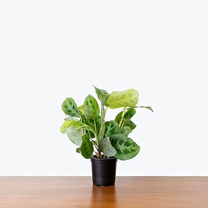 ohhsome prayer plant air purifier indoor plants for home with pots calathea maranta green healthy live plant