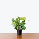 Ohhsome Prayer Plant Air Purifier Indoor Plants For Home With Pots Calathea Maranta Green (Healthy Live Plant)