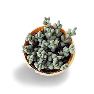 ohhsome succulent live plant corpuscularia lehmannii - air purifier plants healthy plant