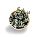 OhhSome Succulent Live Plant Corpuscularia Lehmannii - Air Purifier Plants (Healthy Plant)