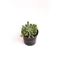 OhhSome Succulent Plant Echeveria Runyonii 'Topsy Turvy' Succulents Purifying The Air Indoor - |House|Indoor|Bedroom|Table|Living Room|Office Decoration Gift (Healthy Live Plant)