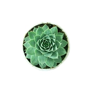 ohhsome succulent plant laxmi kamal lakshmi kamalsempervivum green wheel houseleek tender live - computer tablehouseoffice deskgarden healthy plant