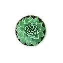 OhhSome Succulent Plant Laxmi Kamal, Lakshmi Kamal(Sempervivum Green Wheel, Houseleek) Tender Live - Computer Table|House|Office Desk|Garden (Healthy Plant)