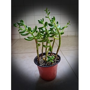 ohhsome succulent plant plastic live sedum adolphii golden evergreen indooroutdoor for home amp garden healthy plant