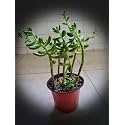 OhhSome Succulent Plant Plastic Live Sedum Adolphii Golden Evergreen Indoor|Outdoor For Home &amp; Garden (Healthy Plant)
