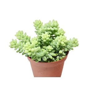 ohhsome succulent plant sedum album bluish grey-green succulents plants for home indoor healthy live plant