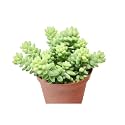 OhhSome Succulent Plant Sedum Album Bluish Grey-Green Succulents Plants For Home Indoor (Healthy Live Plant)