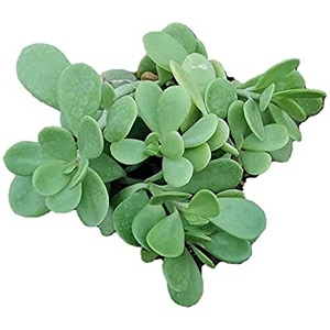 ohhsome succulent plant senecio jacobsenii  kleinia petraea weeping jade easy to grow oxygen plantsliving roomliving roomtablelive planthome dcor healthy live plant