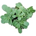 OhhSome Succulent Plant Senecio Jacobsenii – (Kleinia Petraea) Weeping Jade Easy To Grow Oxygen Plants|Living Room|Living Room|Table|Live Plant|Home Décor (Healthy Live Plant)
