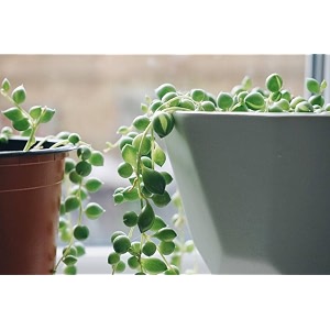 ohhsome succulent plant strings of banana green hanging houseplant indoor - patiohomendoorbedroomtableliving roomoffice decoration gift healthy live plant