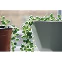 OhhSome Succulent Plant Strings of Banana Green Hanging Houseplant Indoor - |Patio|Home|Ndoor|Bedroom|Table|Living Room|Office Decoration Gift (Healthy Live Plant)