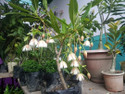 ONLINE PLANT BAZAR Rudraksha Plant  sapling
