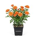 Orange Garden Plant Balcony Outdoor Decor