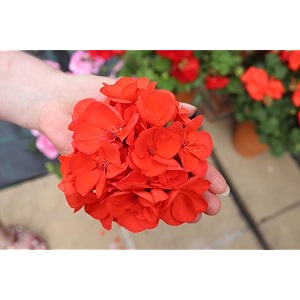 Orange Geranium Live Plant with Pot