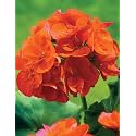 Orange Geranium Live Plant with Pot 