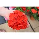 Orange Geranium Live Plant with Pot 