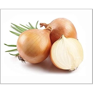orange onion seeds for planting  premium high germination seeds  high yield  non-gmo  ideal for home garden amp farmpack of 100  seed