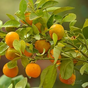 orange plant mini chinese calamondin narangi santara santra citrus reticulata  grafted dwarf bonsai live fruit tree for home garden terrace outdoor nursery podha