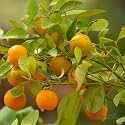 Orange Plant Mini Chinese Calamondin Narangi Santara Santra Citrus Reticulata | Grafted Dwarf Bonsai Live Fruit Tree for Home Garden Terrace Outdoor Nursery Podha