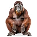 Orangutan - Life Size Cardboard Cutout Standup People with Support Standee | Animals -