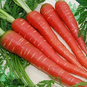 organic carrot seeds non-gmo heirloom variety pack of 150 seeds with 20 marigold free