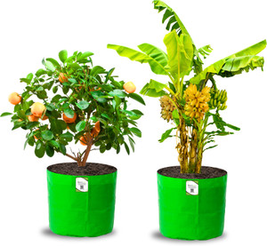 organicbazar 18x18 big grow bags for fruit tree premium hdpe 260 gsm planter pack of 2 green grow bag