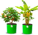 ORGANICBAZAR 18x18 Big Grow Bags for Fruit Tree, Premium HDPE 260 GSM Planter, Pack of 2, Green Grow Bag