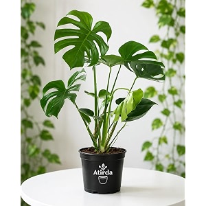original monstera deliciosa live plant  pack of 1 healthy indoor tropical houseplant for home office amp garden dcor  air-purifying lush green foliage with grow bag amp pot