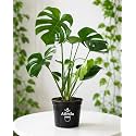 Original Monstera Deliciosa Live Plant – Pack of 1 Healthy Indoor Tropical Houseplant for Home, Office & Garden Décor – Air-Purifying Lush Green Foliage With Grow Bag & pot
