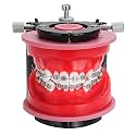 Orthodontic Typodonts Model - Gum Wax Embankment Teeth Practice Model,Orthodontic Repositioning Molds for Teaching and Study