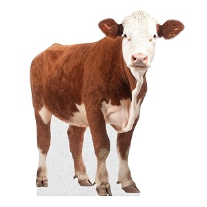 OX - Life Size Cardboard Cutout Standup