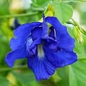 Aparajita Seeds multicolor Pack Blue, Pink, White Double &amp; Single Petals Aprajita Shankhpushpi Hybrid Butterfly Pea Seeds Medicinal Flower Plant Creeper For outdoor Garden (Pack of 50) (Blue)
