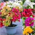 PAJUSDYASI Bougainvillea Plant sapling